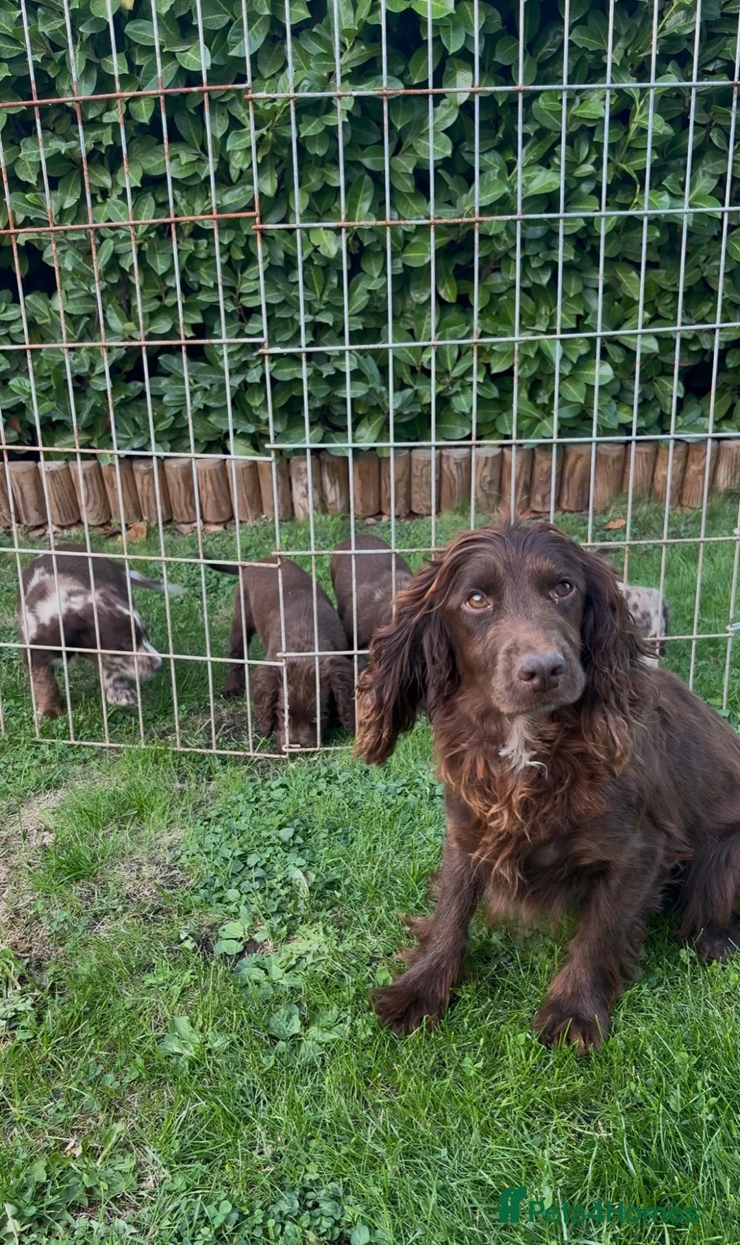 Cocker Spaniel dogs for sale: Cocker spaniel puppies  in Cambridge - Advert 12