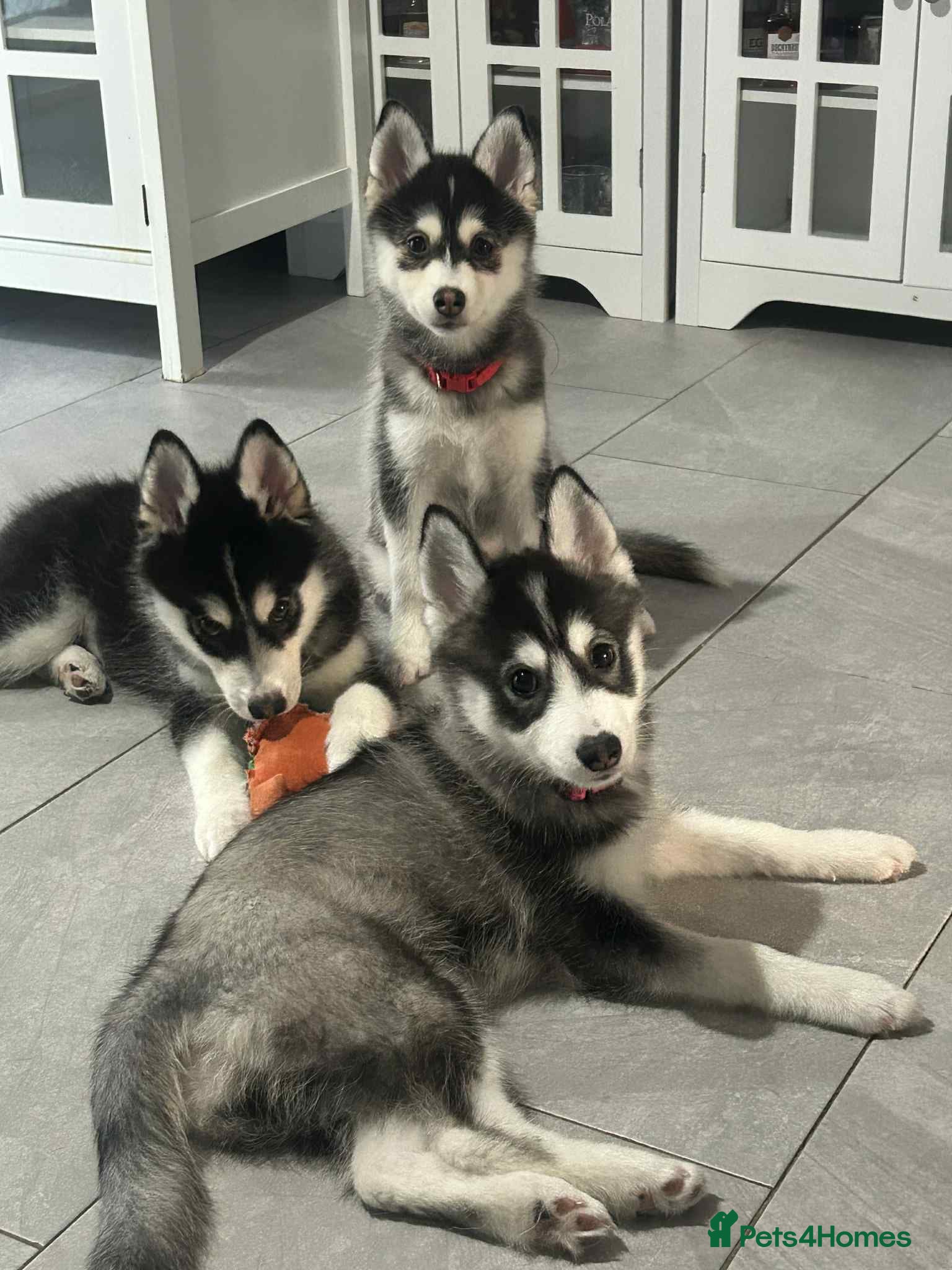 Pomsky dogs READY!!!!Pomsky F4 Husky Coat  - Advert 6