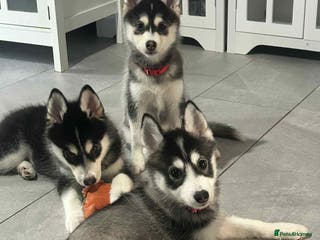 Pomsky dogs READY!!!!Pomsky F4 Husky Coat - Advert 6