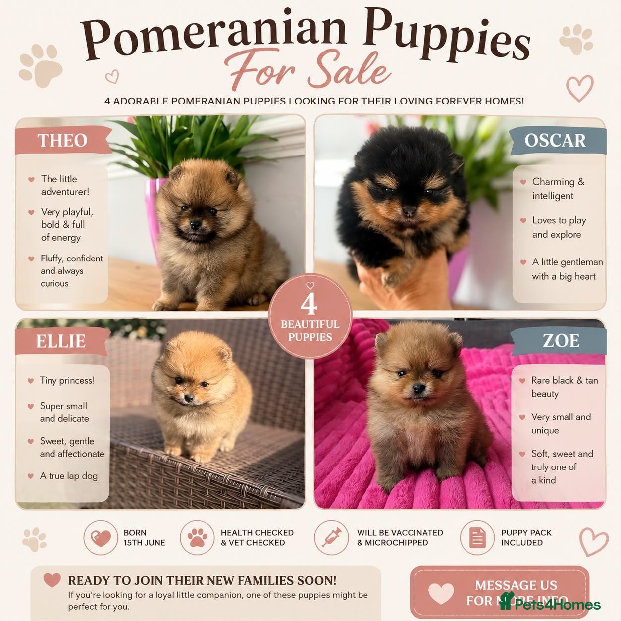 Pomeranian dogs ❤️ Exceptional KC Registered Pomeranian Puppies ❤️ - Advert 4