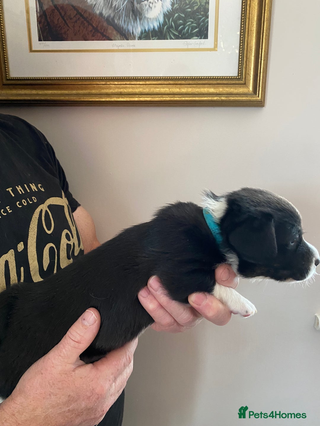 Welsh Corgi Cardigan dogs for sale: WELSH CARDIGAN CORGI BABIES - Advert 39