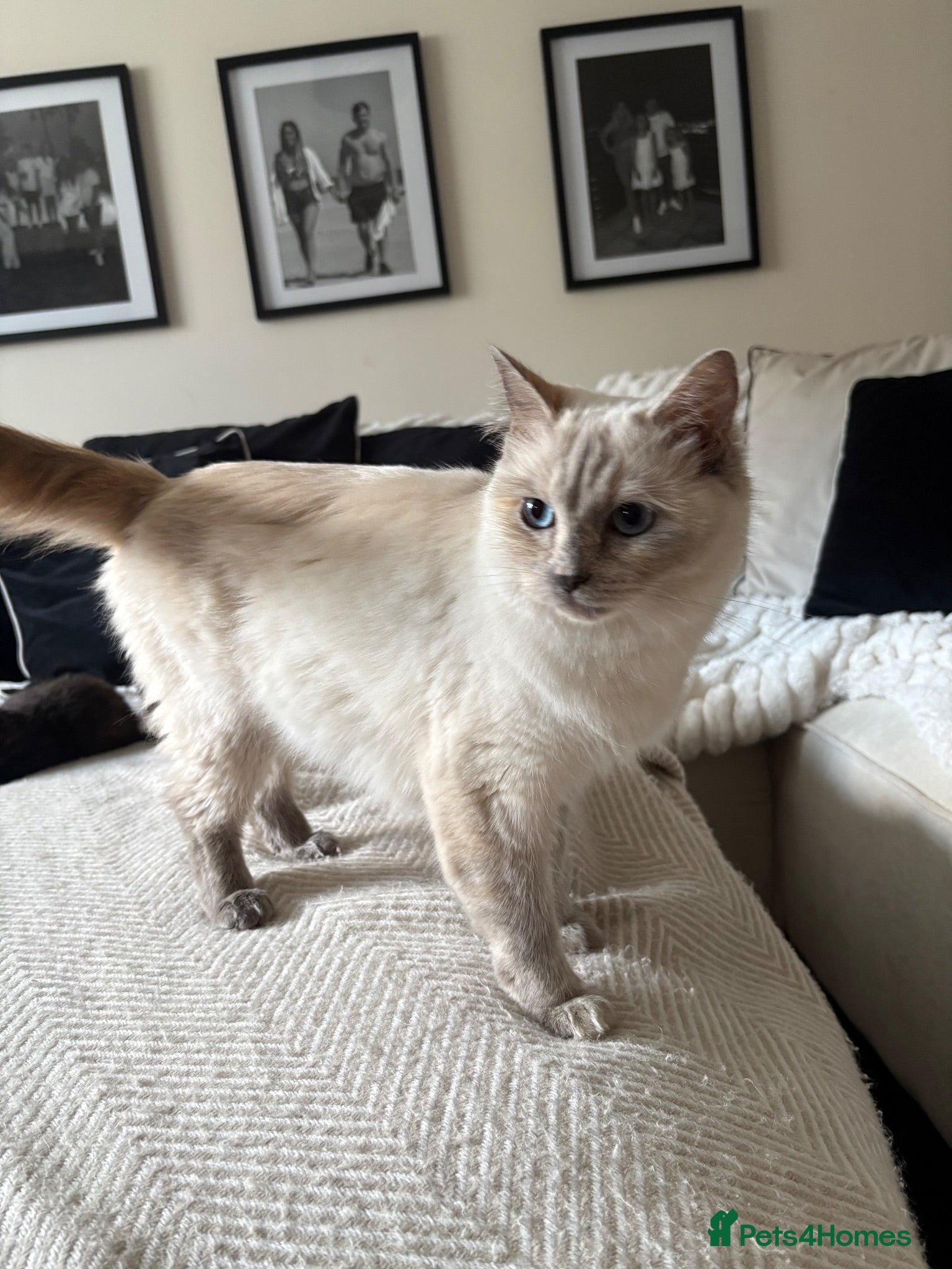 Mixed Breed cats Maine coon X Ragdoll  - Advert 1
