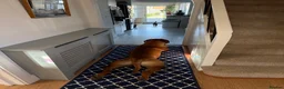 Bullmastiff dogs for stud: Bullmastiff for Stud - Advert 2