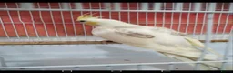 Cockatiels birds for sale: Cokatoo - Advert 4