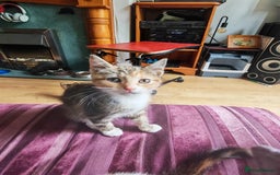 Khao Manee cats for sale: Mixed price Khao Manee kittens  - Image 16