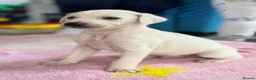 Mixed Breed dogs for sale: My beautiful Salukis puppy’s  - Advert 18