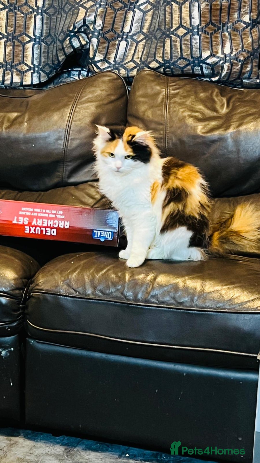 Mixed Breed cats for sale: Mainecoon cross  - Advert 6