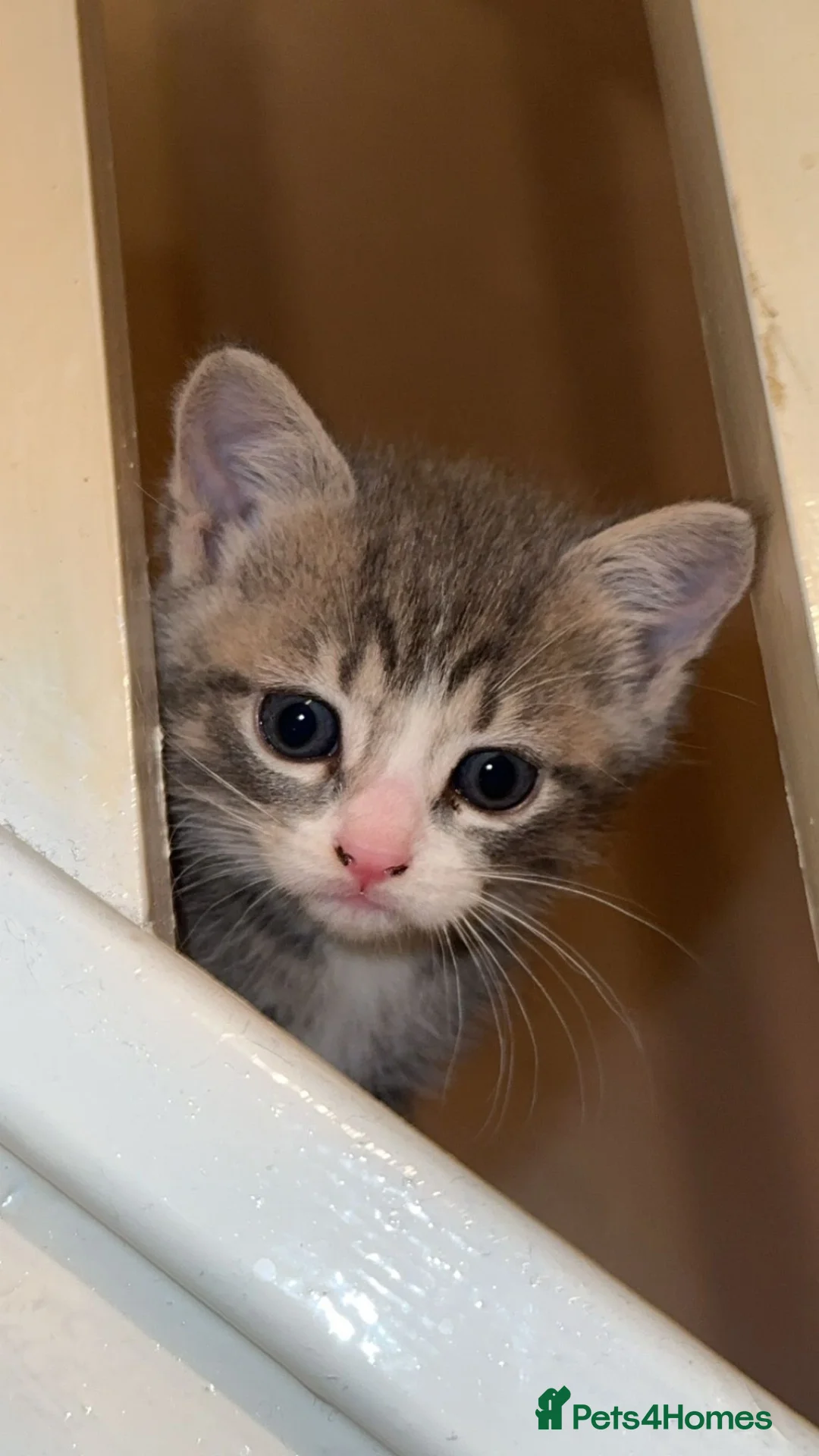 Mixed Breed cats for sale: British shorthair x Bengal in Stoke-on-Trent - Advert 2