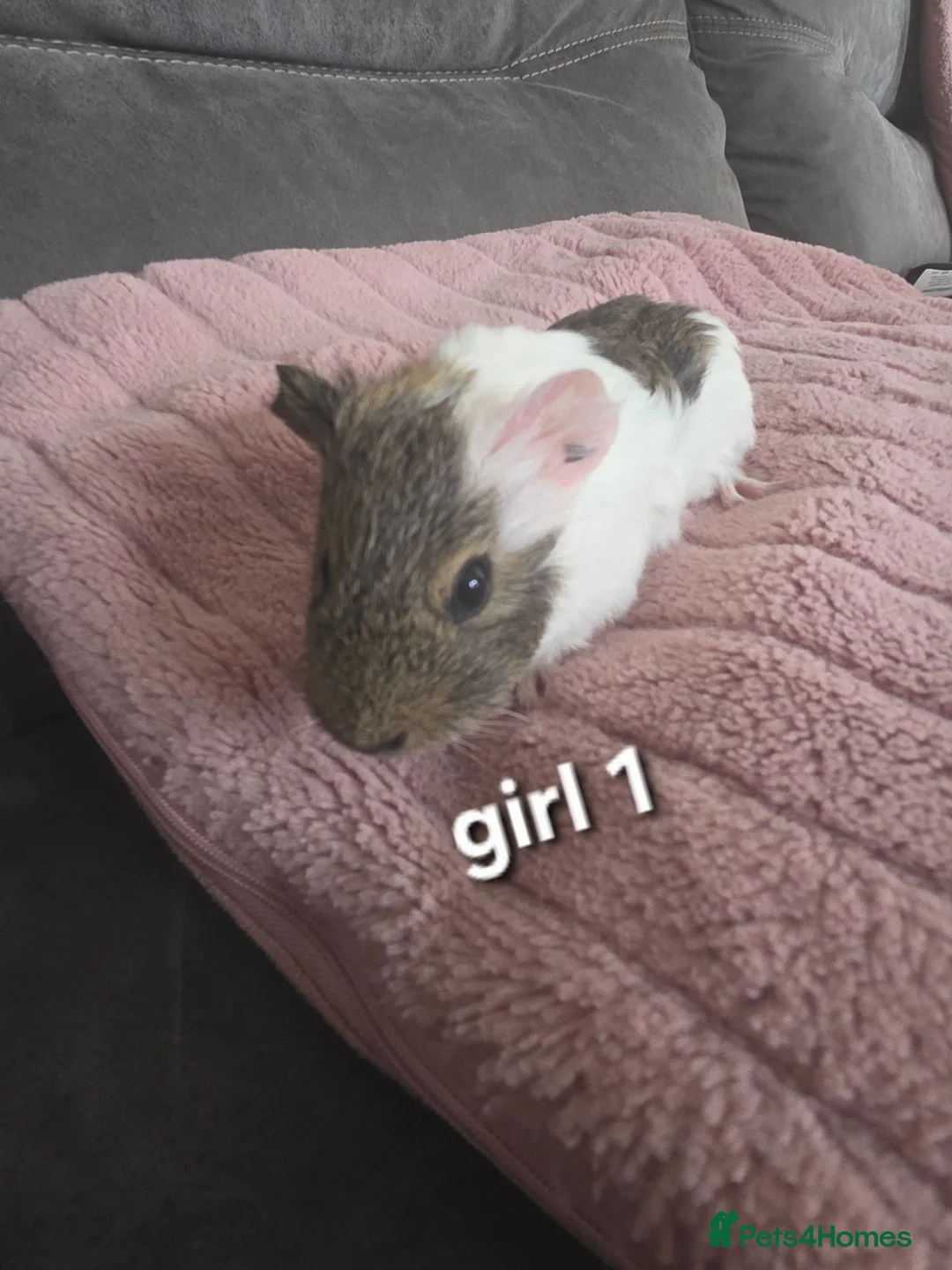 Guinea Pig rodents for sale: Guneapigs  in Saint Helens - Advert 2