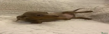 Miniature Dachshund Puppy 6