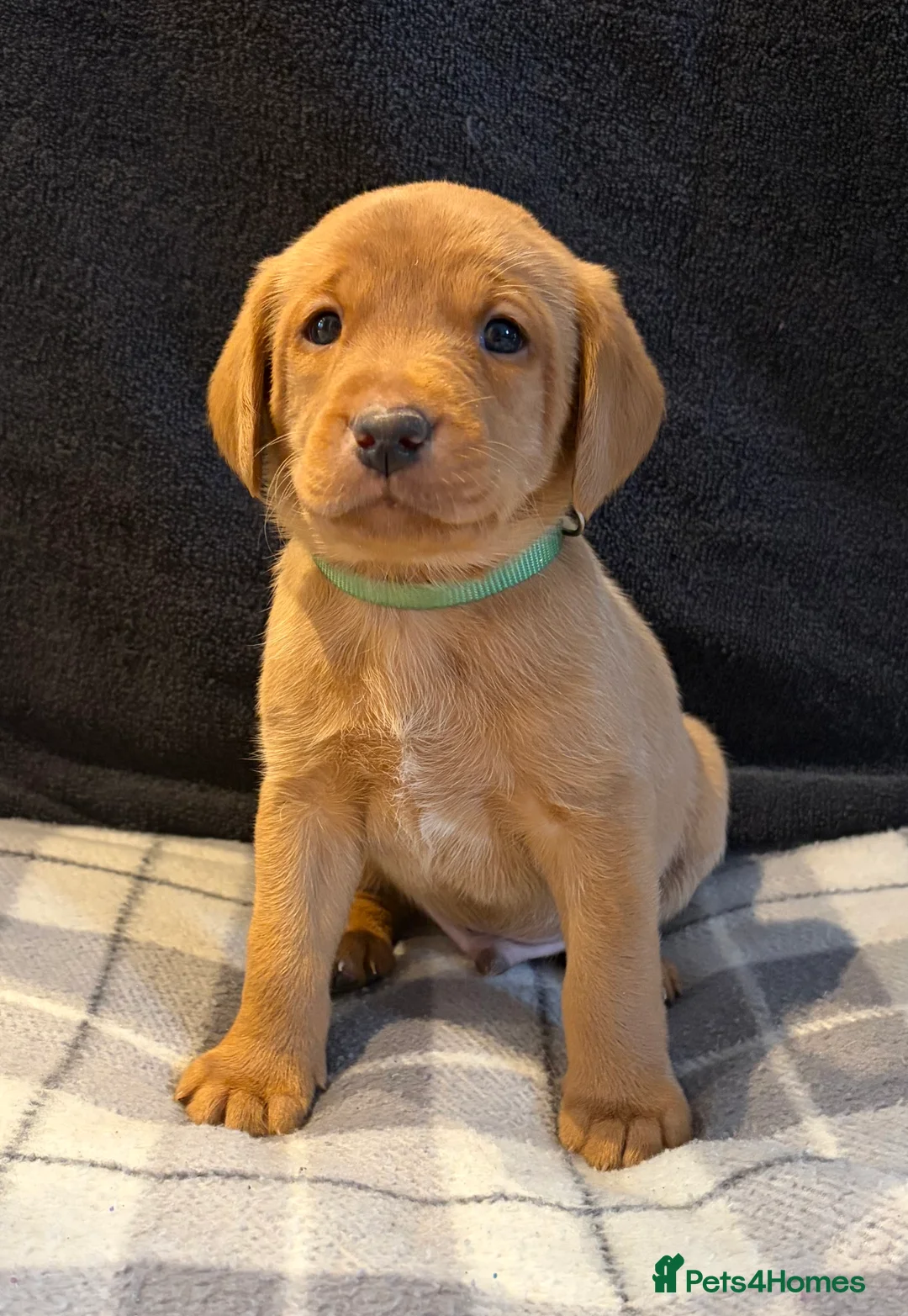 Labrador Retriever dogs for sale: Fox Red Labrador Puppies - Advert 7