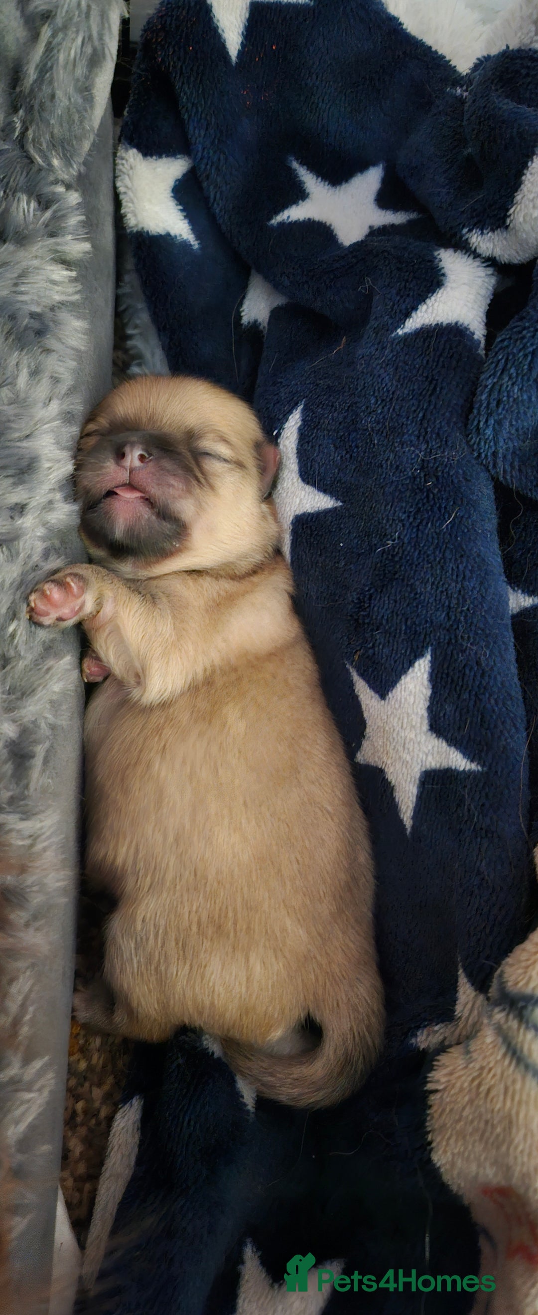 Pomeranian dogs for sale: 4 outstanding quality bear pomeranian puppies - Advert 4