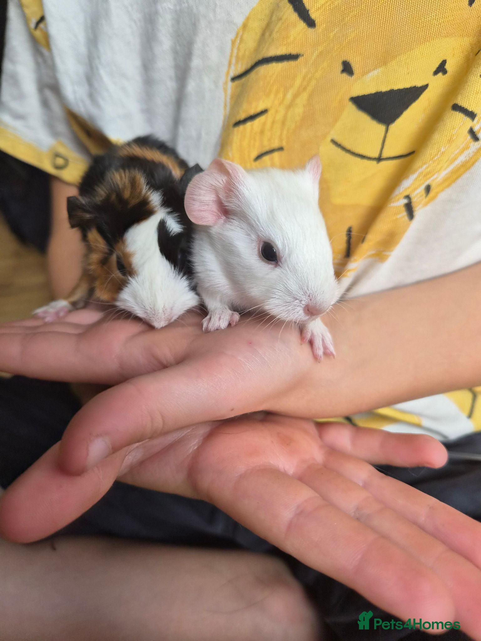 Guinea Pig rodents New baby piggies  - Advert 15