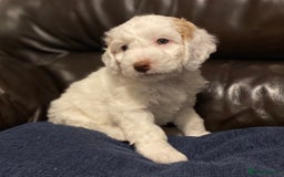 Cockapoo dogs for sale: Beautiful cockapoo puppy’s  - Image 15