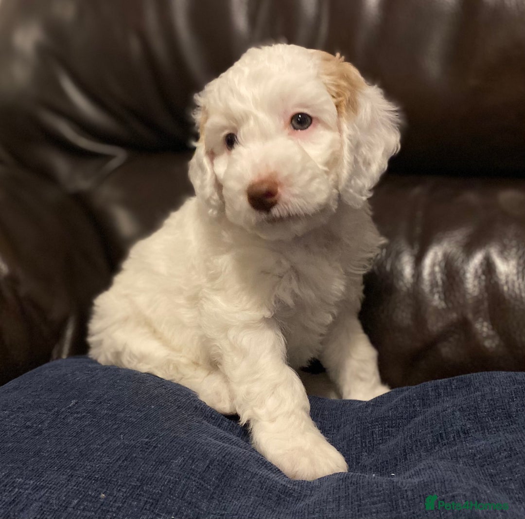 Cockapoo dogs for sale: Beautiful cockapoo puppy’s  - Image 15
