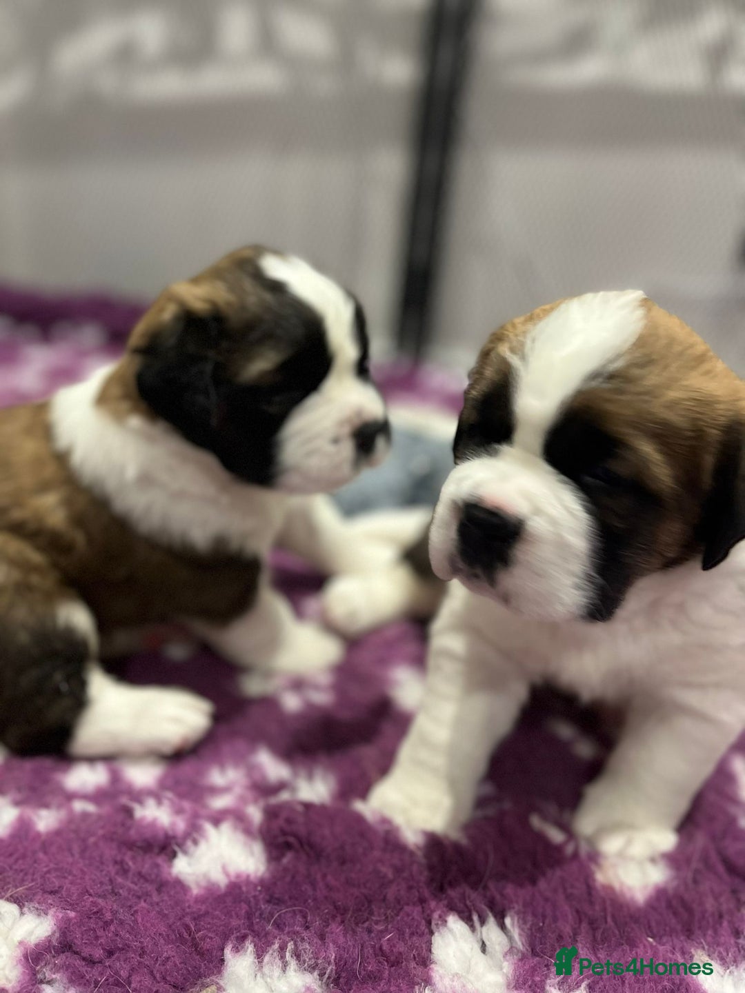 Saint Bernard dogs for sale: 2 beautiful boys for sale - Advert 8