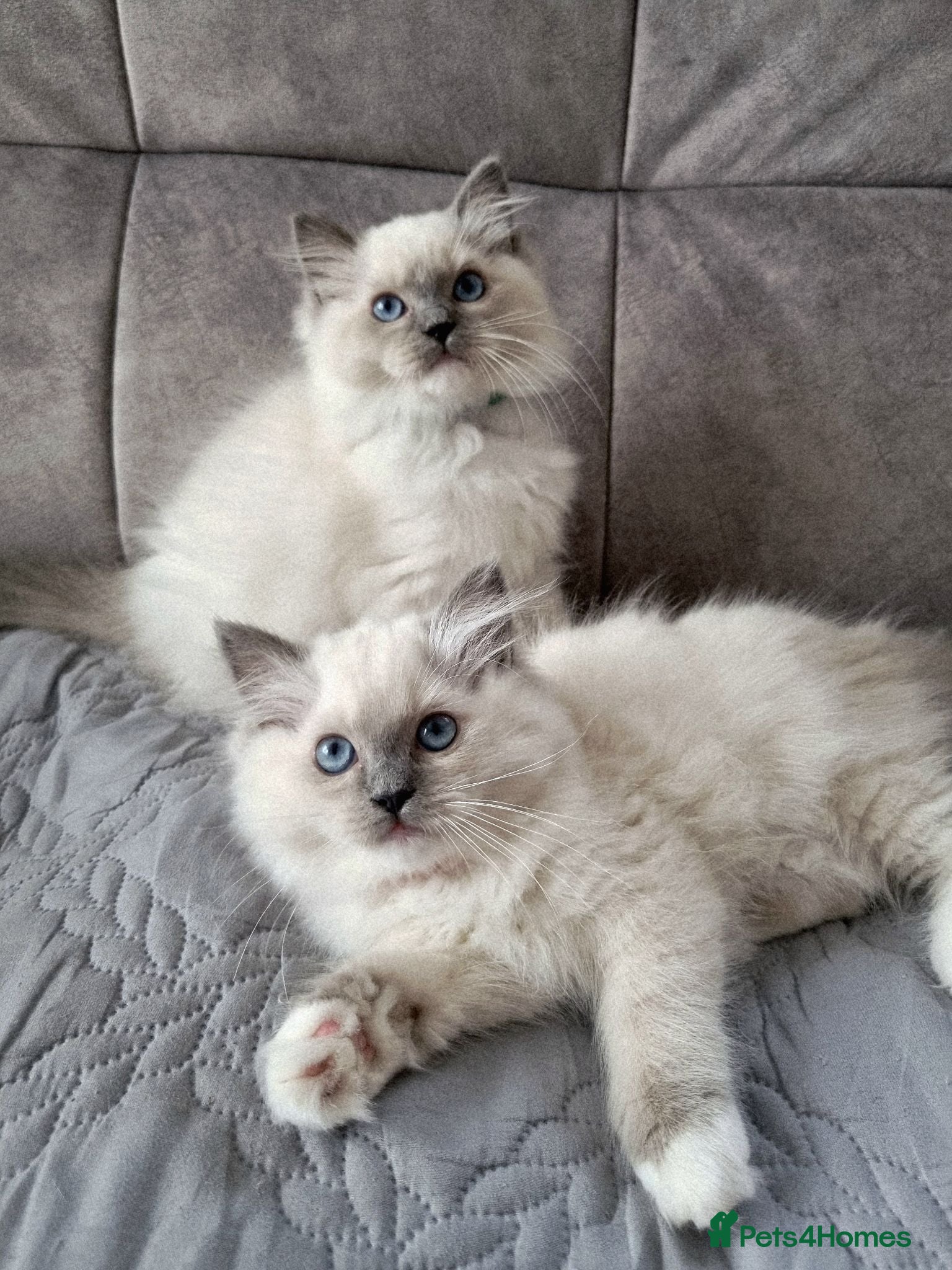 Ragdoll cats TICA registered ragdoll kittens  - Advert 2