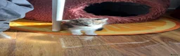 Mixed Breed cats for sale: Kitten looking for a house - Advert 10