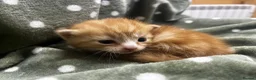 Persian cats for sale: Perfect Persian X Kittens - Advert 24