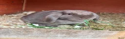 Mini Lop rabbits for sale: 1 beautiful baby mini lop can leave now - Advert 3