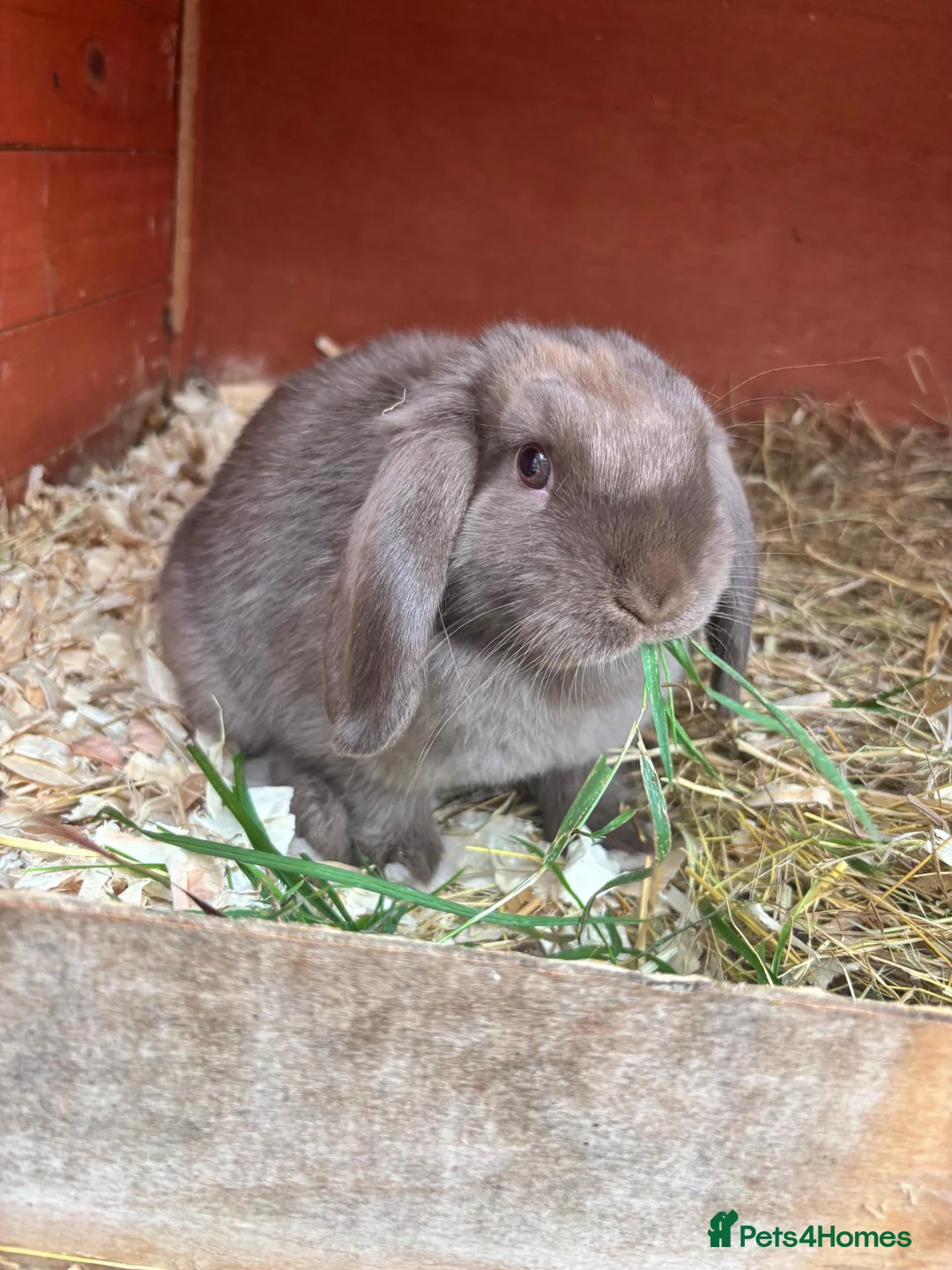 Mini Lop rabbits for sale: 1 beautiful baby mini lop can leave now - Advert 3