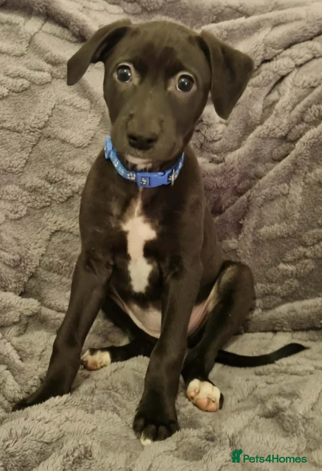 Mixed Breed dogs for sale: Bull/grey hounds  - Advert 12