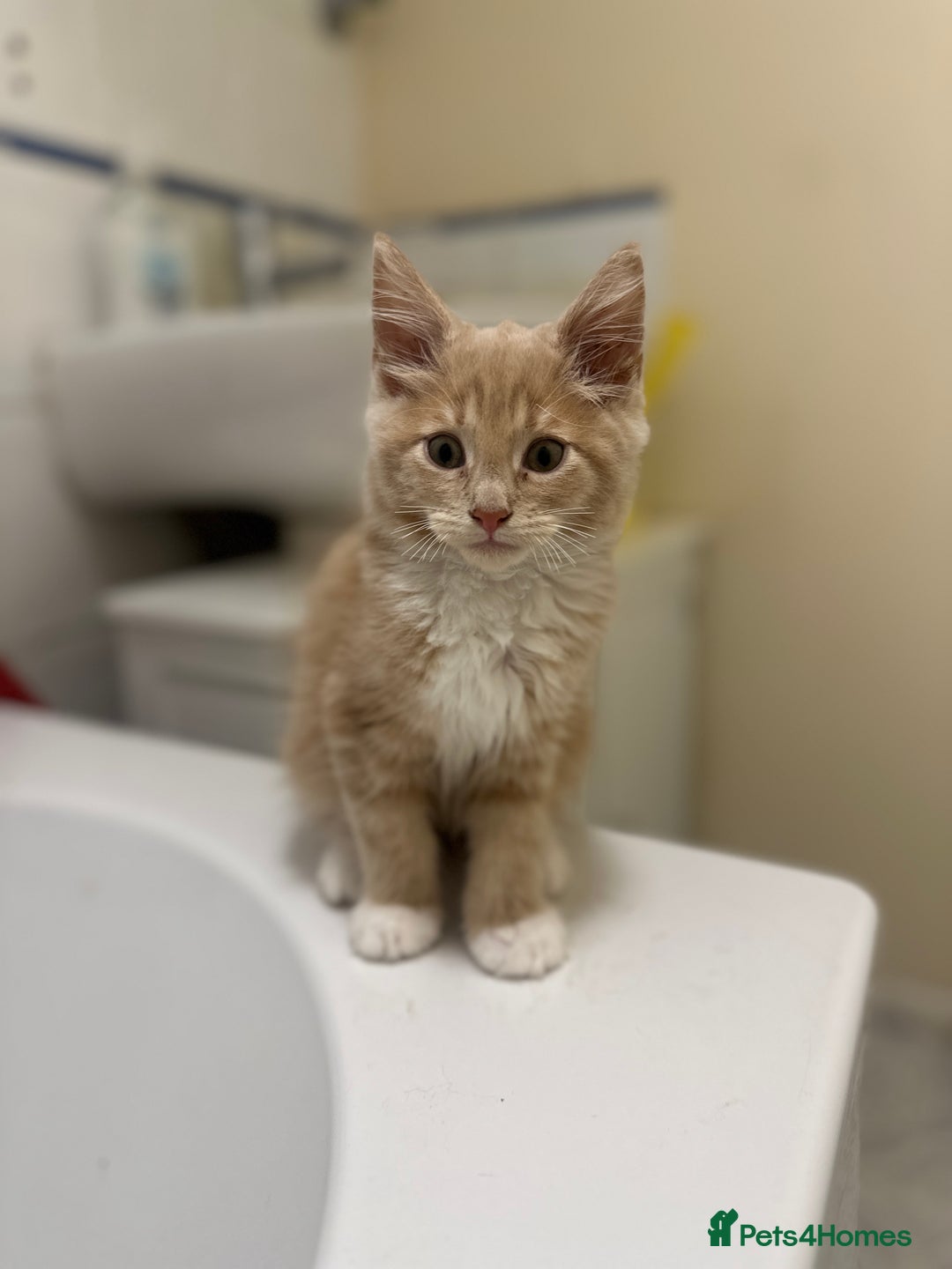 Maine Coon cats for sale: Adorable & Playful Maine Coon Kitten - Image 1