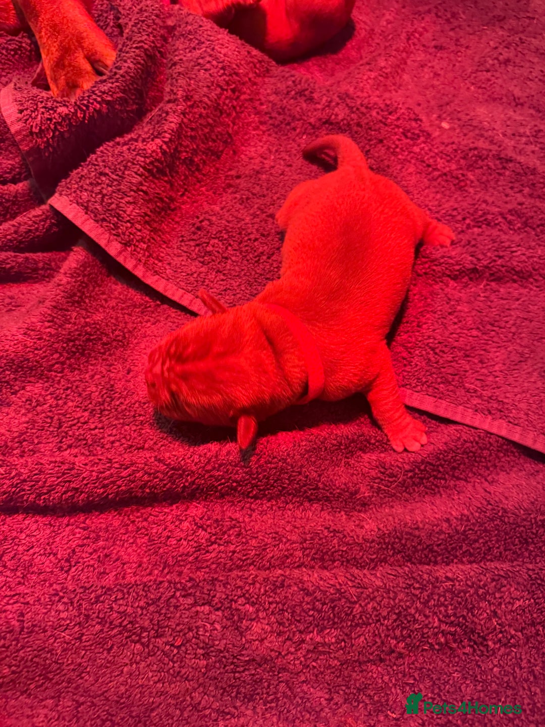 Dogue De Bordeaux dogs for sale: DOGUE DE BORDEAUX PUPPIES AVAILABLE 16/03/26 - Advert 16