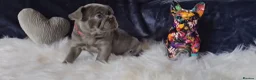 French Bulldog dogs for sale: 🐶💜 KC Registered French Bulldog Puppies - Advert 10