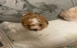 Cavapoo dogs for sale: Beautiful cavapoo puppies  - Image 4