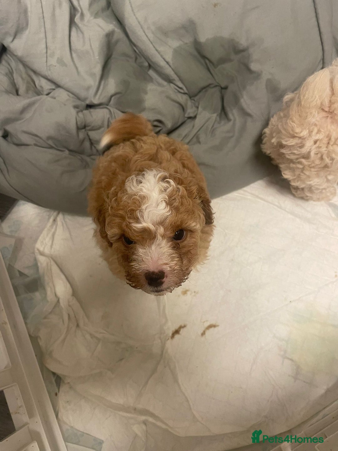 Cavapoo dogs for sale: Beautiful cavapoo puppies  - Image 4