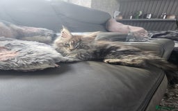 Maine Coon cats for sale: Beautiful male maine coon  - Image 4