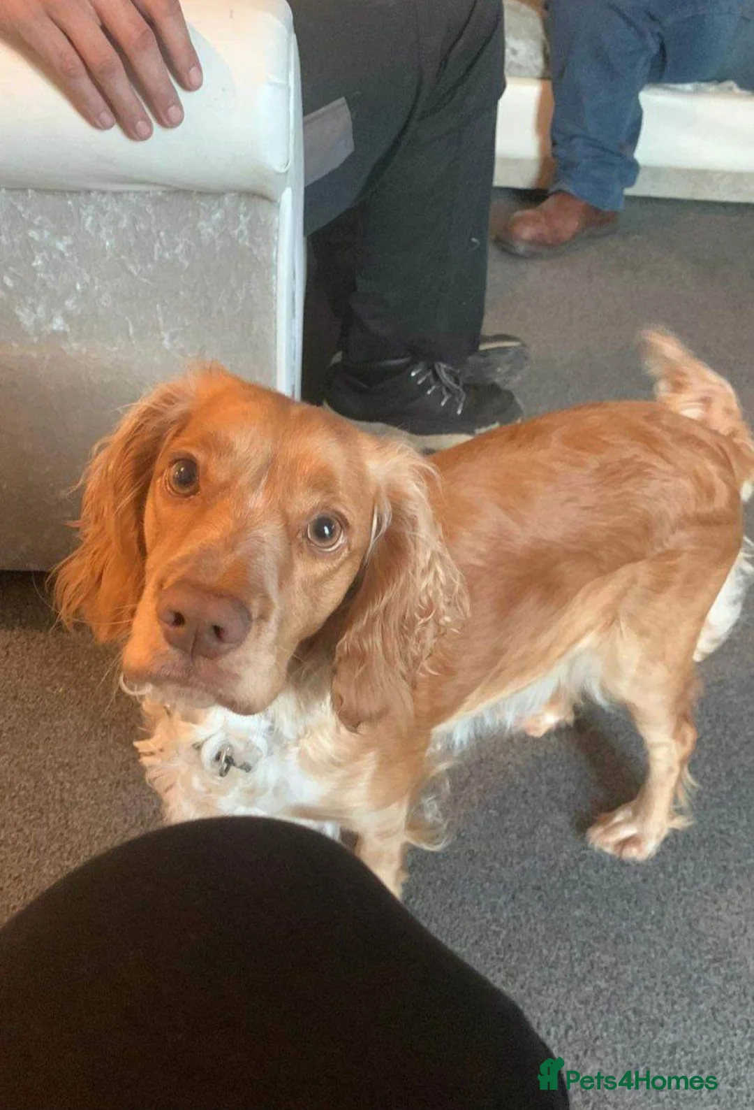 Cocker Spaniel dogs for sale: Last girl in the litter - Advert 3