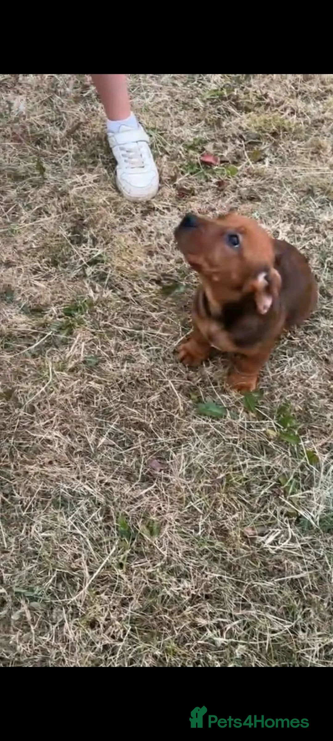 Mixed Breed dogs for sale: Rare breed - Advert 2