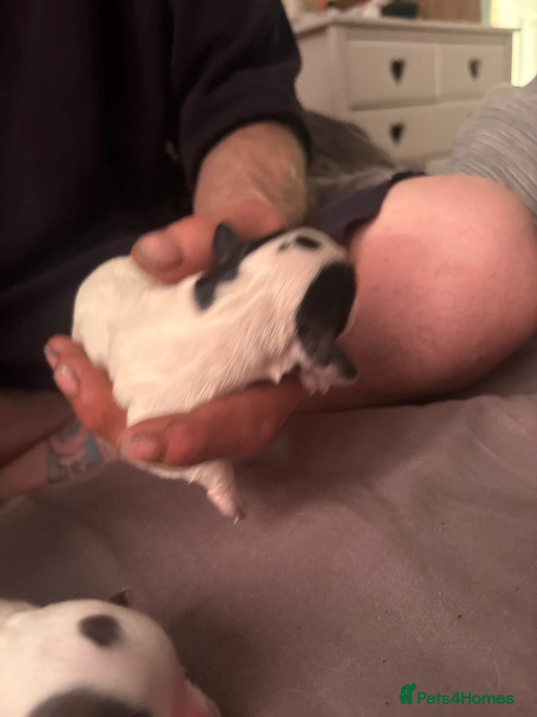 Sprocker dogs for sale: Sprocker puppies for sale  - Advert 2