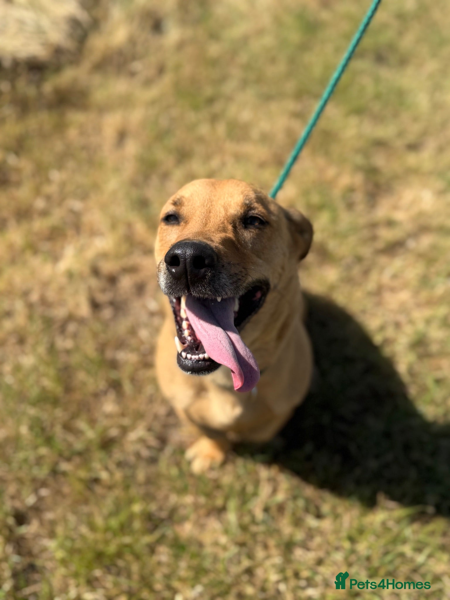 Mixed Breed dogs Stevie 💙 - Advert 2