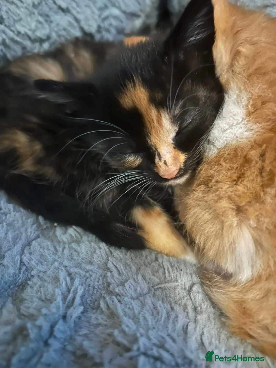 Mixed Breed cats for sale: 2 kittens for sale - Advert 3