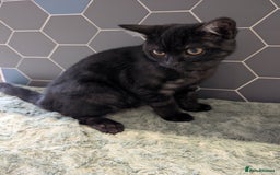Selkirk Rex cats for sale: 😻 Stunning Selkirk Rex Mix Kittens 😻 - Image 30