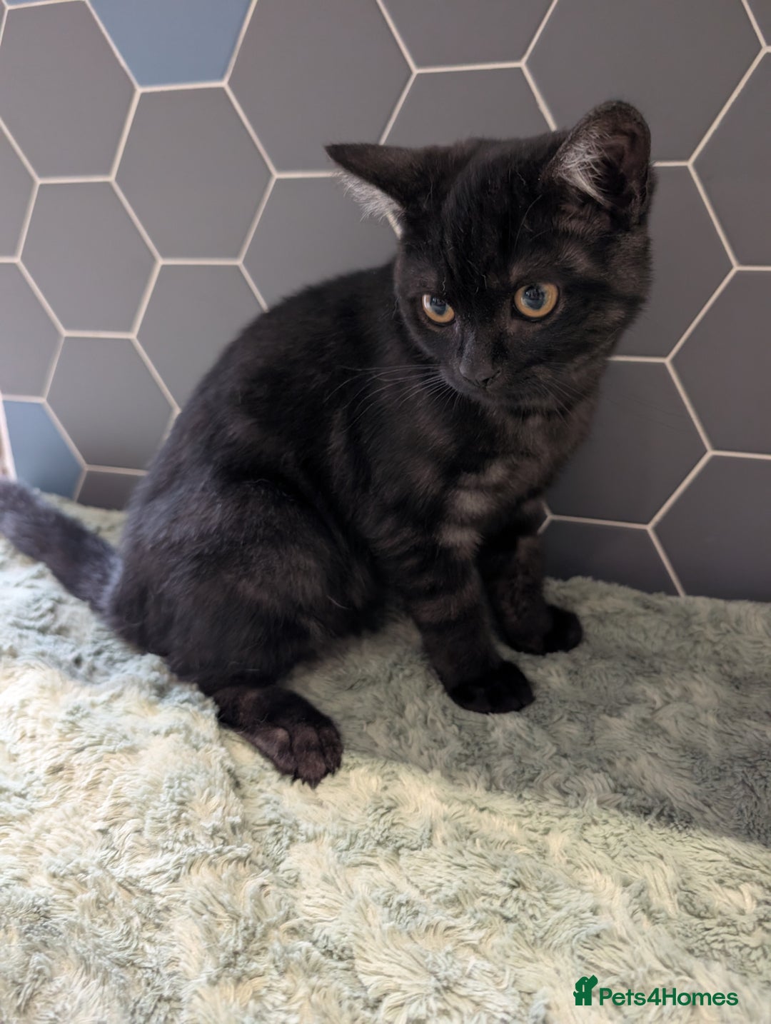 Selkirk Rex cats for sale: 😻 Stunning Selkirk Rex Mix Kittens 😻 - Image 30