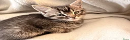 Mixed Breed cats for sale: Beautiful kittens ready for new loving homes  - Advert 4