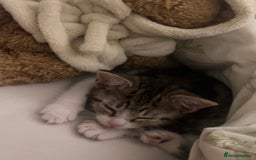 Mixed Breed cats for sale: 2 Female Kittens - Image 3