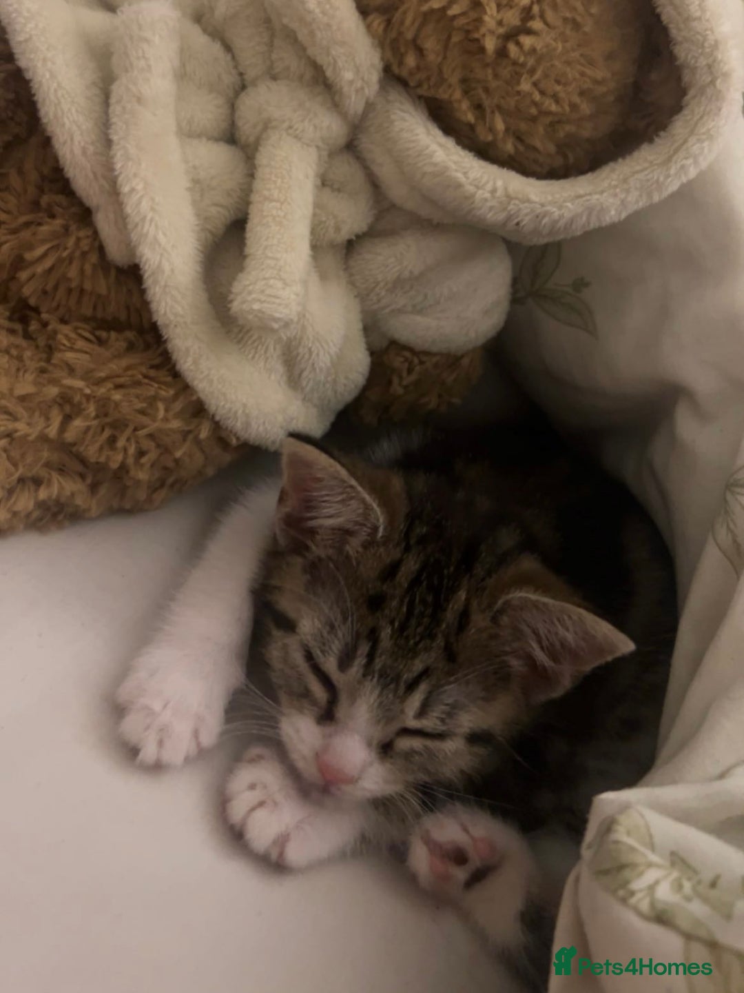 Mixed Breed cats for sale: 2 Female Kittens - Image 3