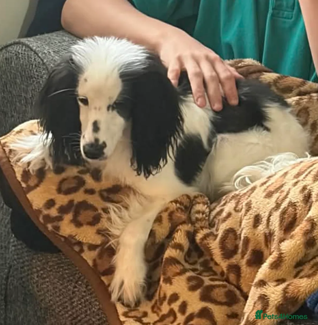 Cockapoo dogs for sale: Female Cockapoo 9 months old - Advert 2