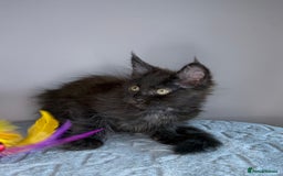 Maine Coon cats for sale: Russian Line maine coon kittens  in Market Rasen - Image 12