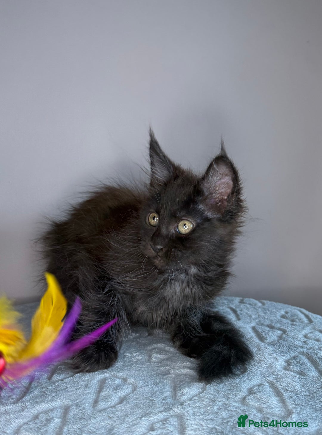 Maine Coon cats for sale: Russian Line maine coon kittens  in Market Rasen - Image 12