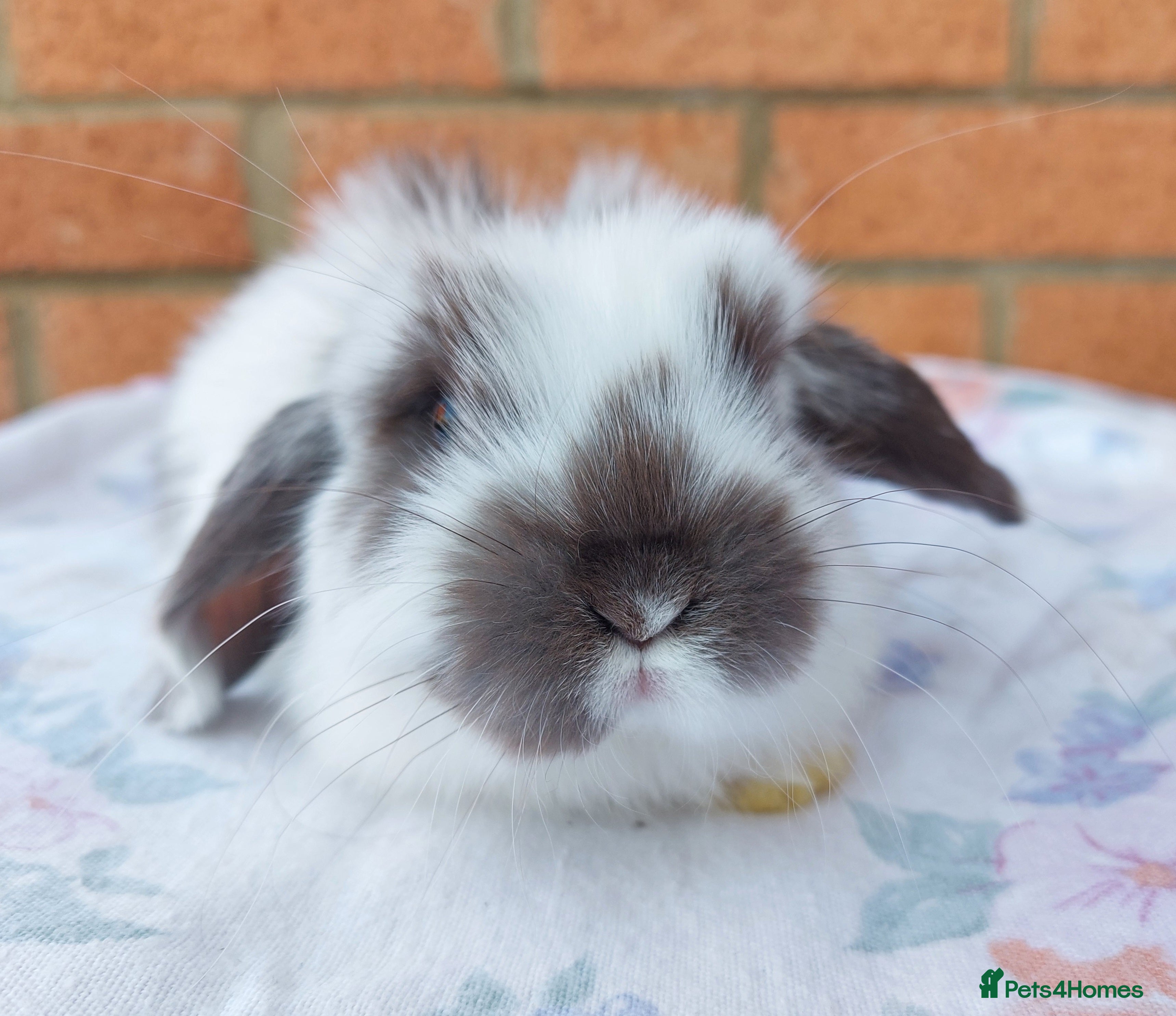 Mini Lop rabbits ☆Mini Lop Babies & Two Adult Does☆ - Advert 1