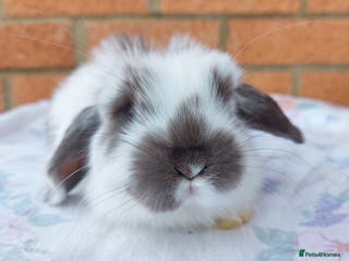Mini Lop rabbits ☆Mini Lop Babies & Two Adult Does☆ - Advert 1