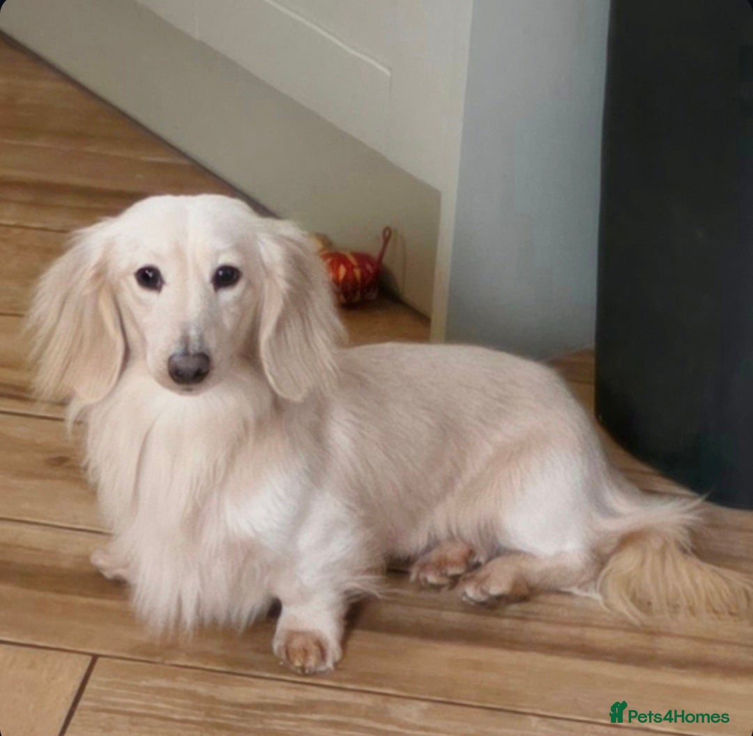 Miniature Dachshund dogs ⭐️KC ONE OF A KIND ee/ii CREAM MINI DACHSHUND⭐️ - Advert 5