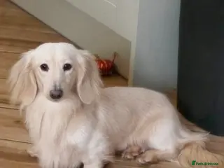 Miniature Dachshund dogs ⭐️KC ONE OF A KIND ee/ii CREAM MINI DACHSHUND⭐️ - Advert 5