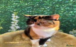 Exotic cats for sale: ⭐️ Exotic kittens 1 male 2 female ⭐️ - Image 18